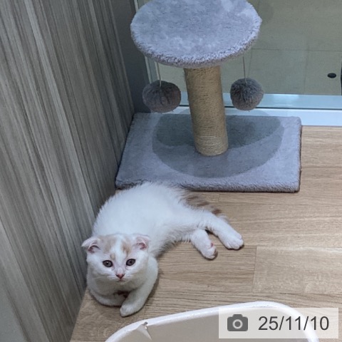 愛知県のスコティッシュフォールド (ペットプラス 千音寺店/2025年8月30日生まれ/男の子/クリームタビーホワイト)の子猫の4枚目の画像