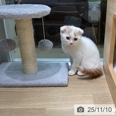 愛知県のスコティッシュフォールド (ペットプラス 千音寺店/2025年8月30日生まれ/男の子/クリームタビーホワイト)の子猫の3枚目の画像