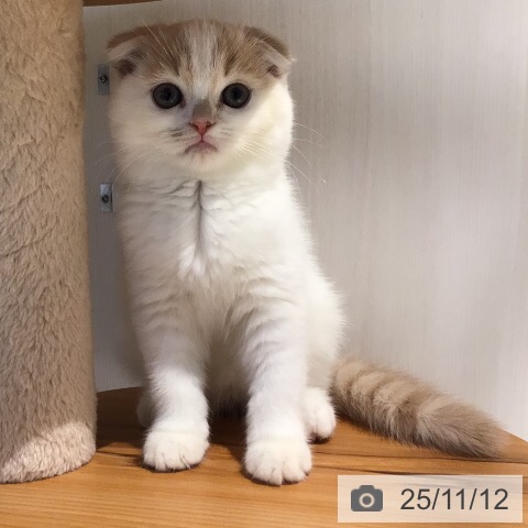 スコティッシュフォールドの写真