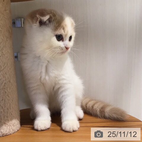 スコティッシュフォールドの写真
