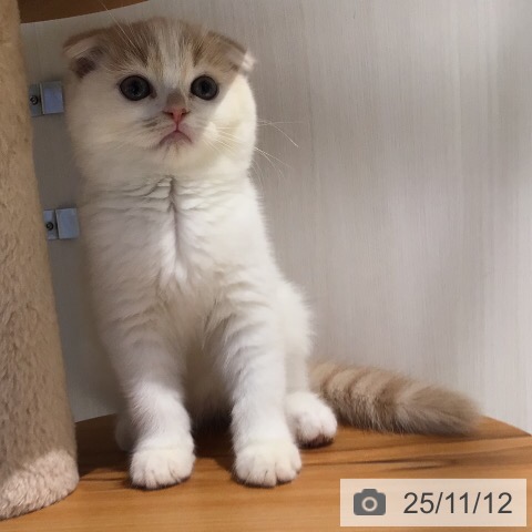 スコティッシュフォールドの写真