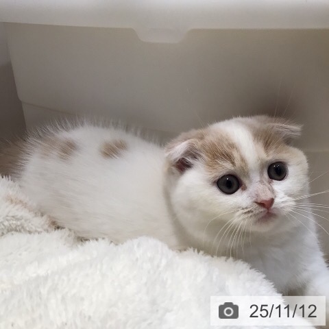スコティッシュフォールドの写真