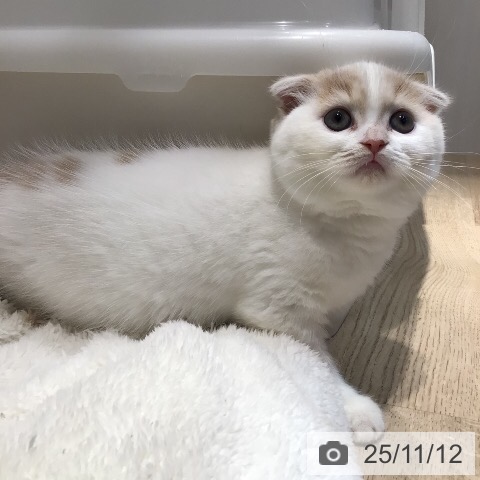 スコティッシュフォールドの写真