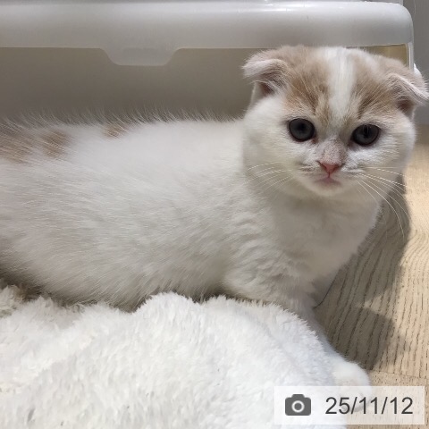 スコティッシュフォールドの写真