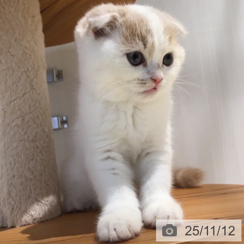 スコティッシュフォールドの写真