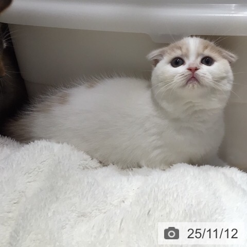 スコティッシュフォールドの写真