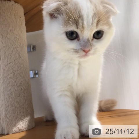 スコティッシュフォールドの写真