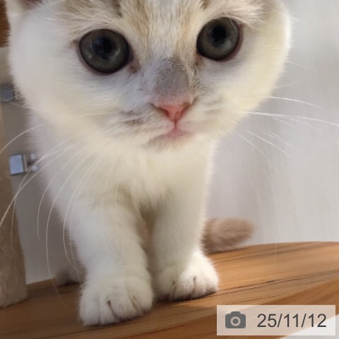 スコティッシュフォールドの写真