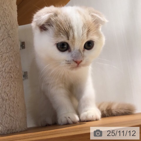 スコティッシュフォールドの写真