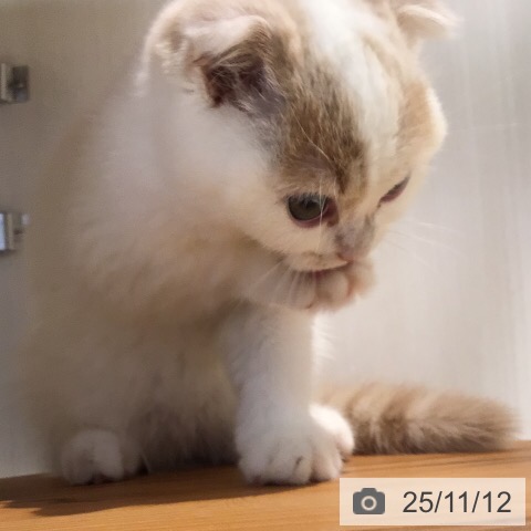 スコティッシュフォールドの写真