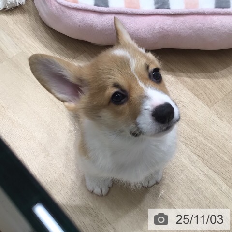 ウェルシュ・コーギー・ペンブロークの写真