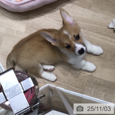 ウェルシュ・コーギー・ペンブロークの写真