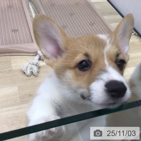 ウェルシュ・コーギー・ペンブロークの写真