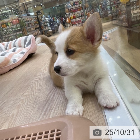 ウェルシュ・コーギー・ペンブロークの写真