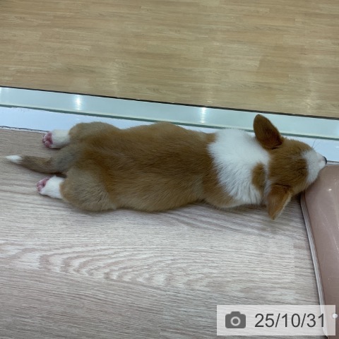 ウェルシュ・コーギー・ペンブロークの写真