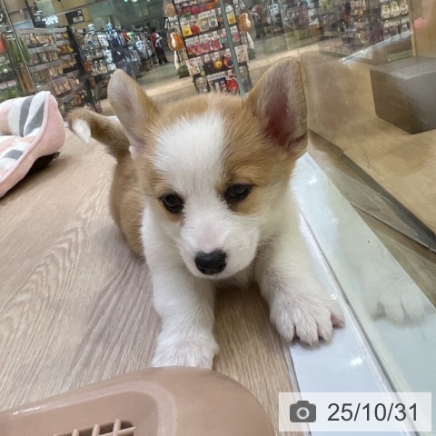 ウェルシュ・コーギー・ペンブロークの写真