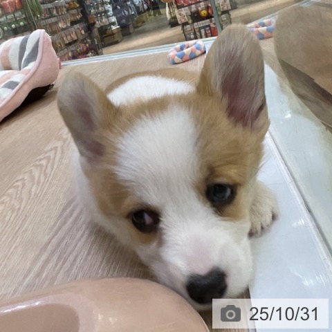 ウェルシュ・コーギー・ペンブロークの写真