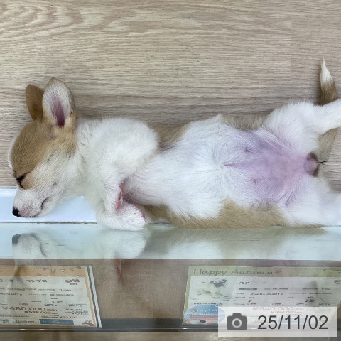 ウェルシュ・コーギー・ペンブロークの写真