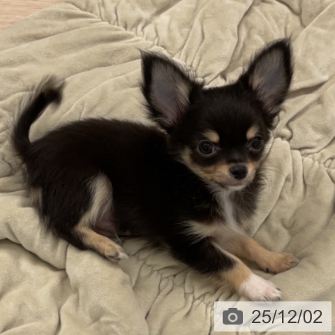 福井県のチワワ(ロング) (ペットプラス 福井店/2025年9月1日生まれ/男の子/ブラッククリームホワイト)の子犬の4枚目の画像