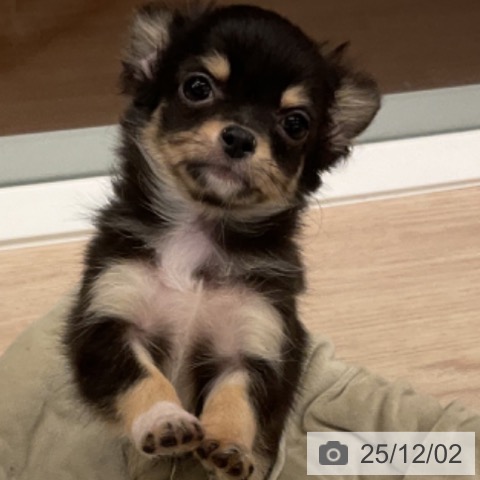 福井県のチワワ(ロング) (ペットプラス 福井店/2025年9月1日生まれ/男の子/ブラッククリームホワイト)の子犬の3枚目の画像