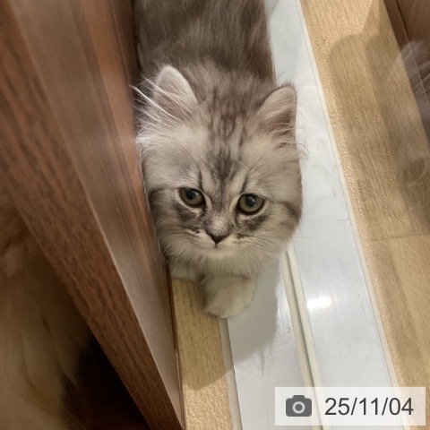 エキゾチックの写真