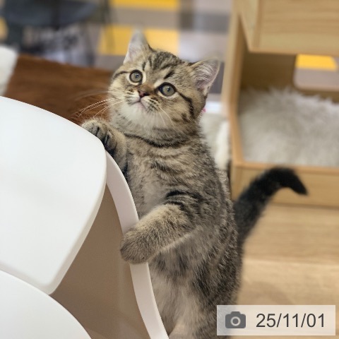 エキゾチックの写真