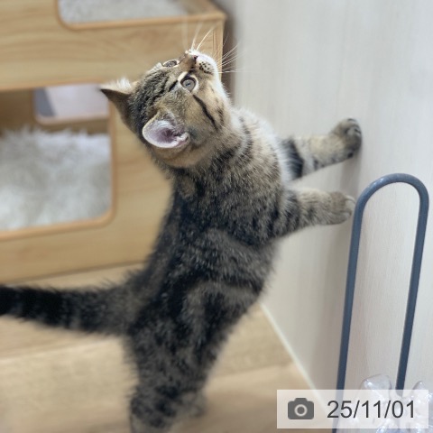 エキゾチックの写真