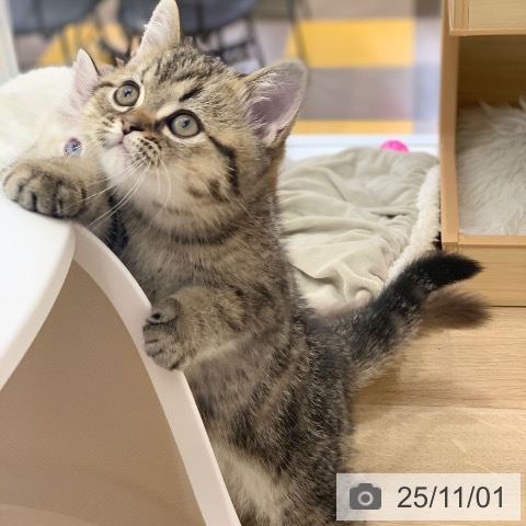 エキゾチックの写真