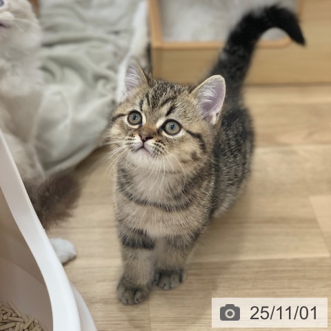 エキゾチックの写真