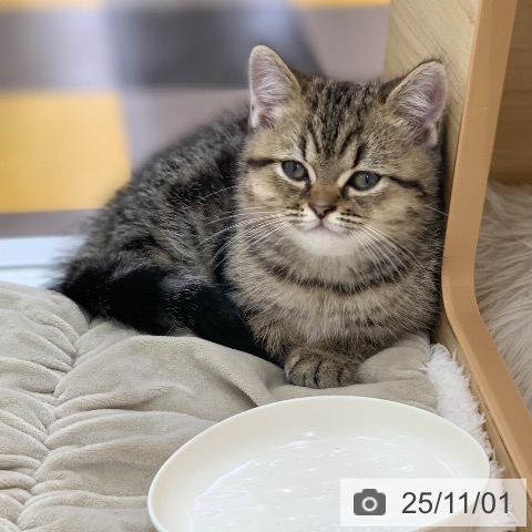 エキゾチックの写真