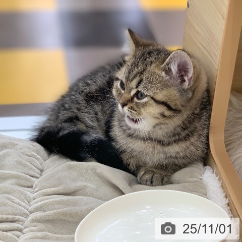 エキゾチックの写真