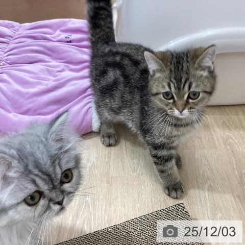 三重県のエキゾチック (ペットプラス 四日市泊店/2025年8月29日生まれ/男の子/ブラウンタビー)の子猫の3枚目の画像