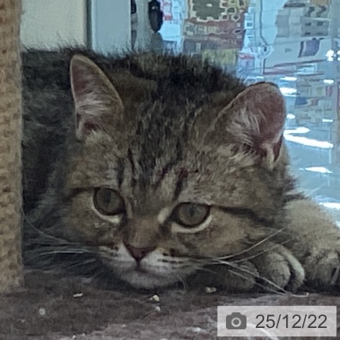 三重県のエキゾチック (ペットプラス 四日市泊店/2025年8月29日生まれ/男の子/ブラウンタビー)の子猫の3枚目の画像