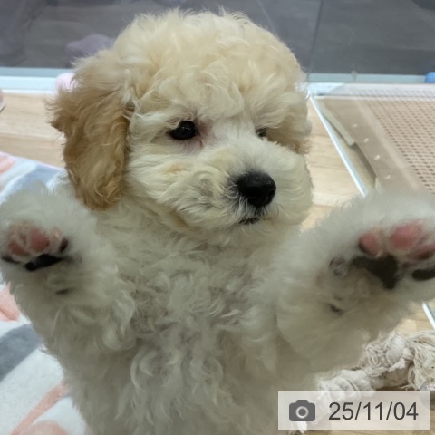 トイ・プードルの写真