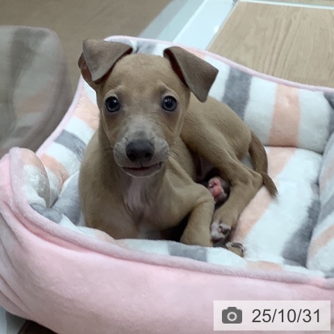 イタリアン・グレーハウンドの写真