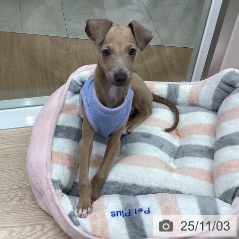 イタリアン・グレーハウンドの写真