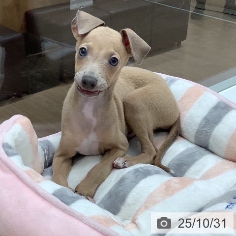 イタリアン・グレーハウンドの写真