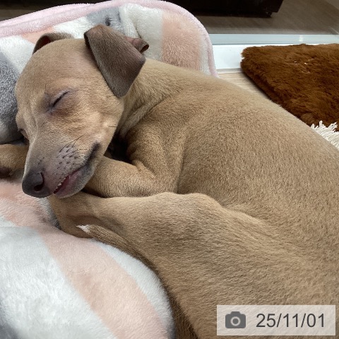 イタリアン・グレーハウンドの写真