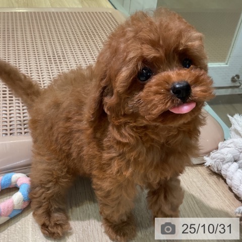 トイ・プードルの写真