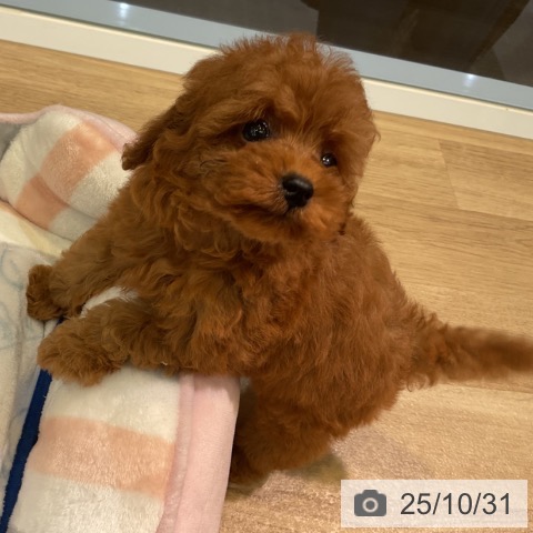 トイ・プードルの写真