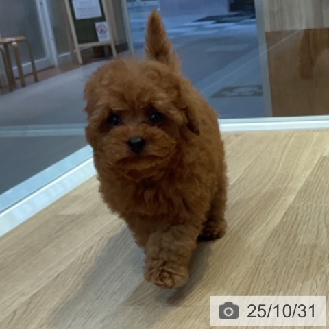 トイ・プードルの写真