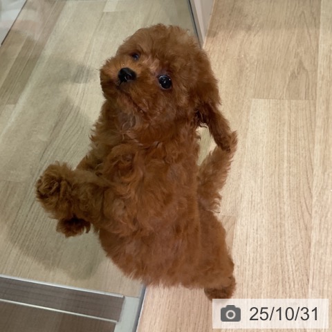 トイ・プードルの写真