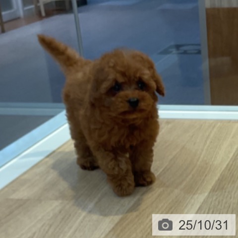 トイ・プードルの写真