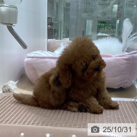 トイ・プードルの写真