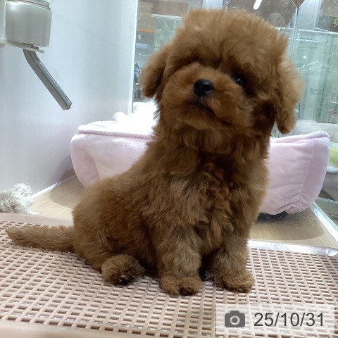 トイ・プードルの写真