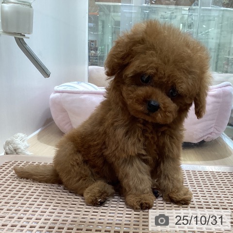 トイ・プードルの写真