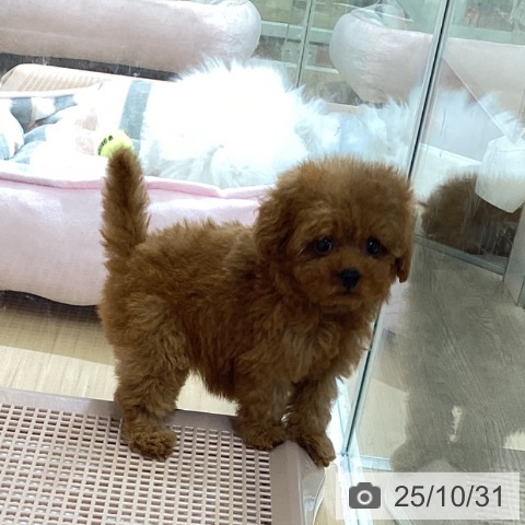 トイ・プードルの写真