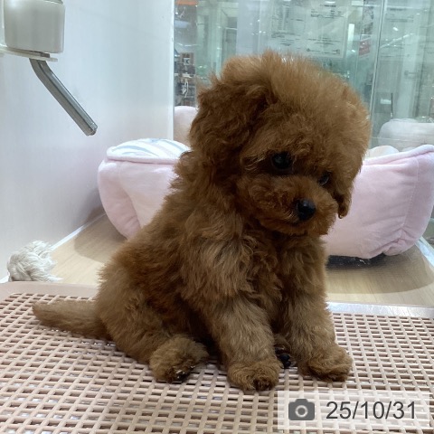 トイ・プードルの写真