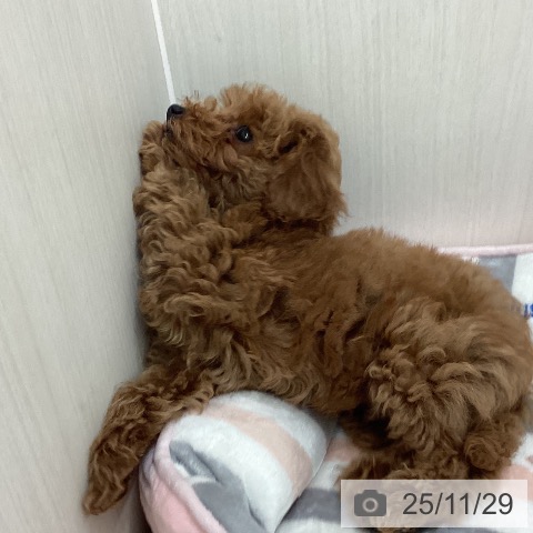 石川県のトイプードル(トイ) (ペットプラス 新小松店/2025年9月1日生まれ/男の子/レッド)の子犬の4枚目の画像