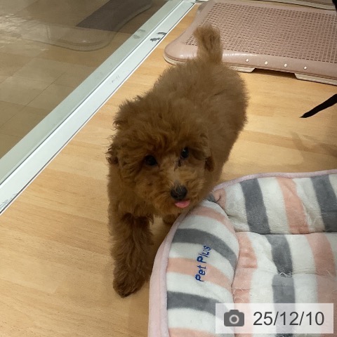 石川県のトイプードル(トイ) (ペットプラス 新小松店/2025年9月1日生まれ/男の子/レッド)の子犬の3枚目の画像